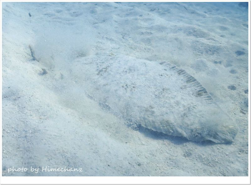 アマミウミノシタ photo by CANON PowerShot S100