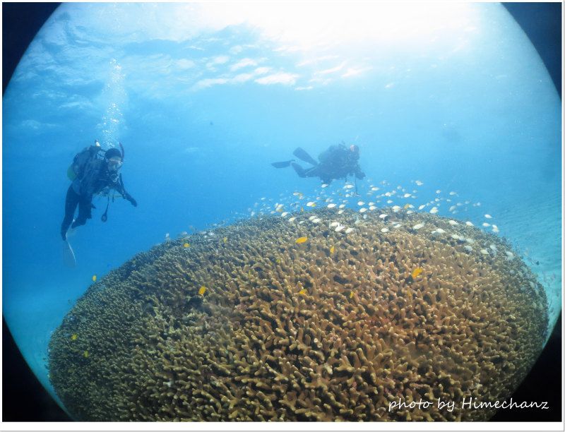 デバスズメダイ達に癒やされました♪ photo by CANON PowerShot S100