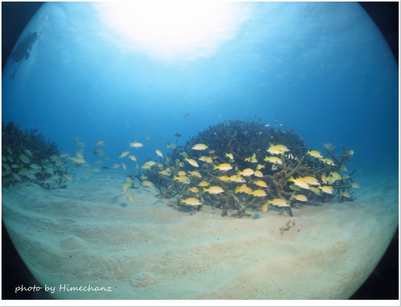 ヨスジフエダイの群れ photo by CANON PowerShot S100