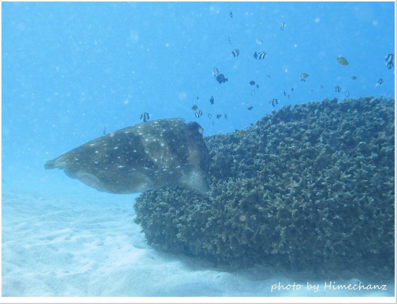 まさかのおこぶ様が産卵してました!!! photo by CANON PowerShot S100