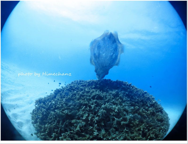今年は水温下がったのが早かったから今年はおこぶ祭も早いかも! photo by CANON PowerShot S100