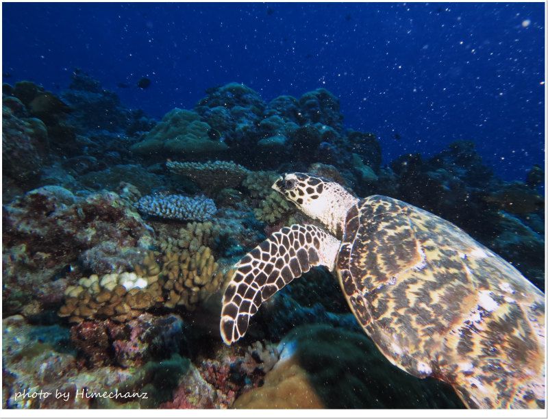 周りに気を取られていたらタイマイにぶつかりそうにw photo by CANON PowerShot S100