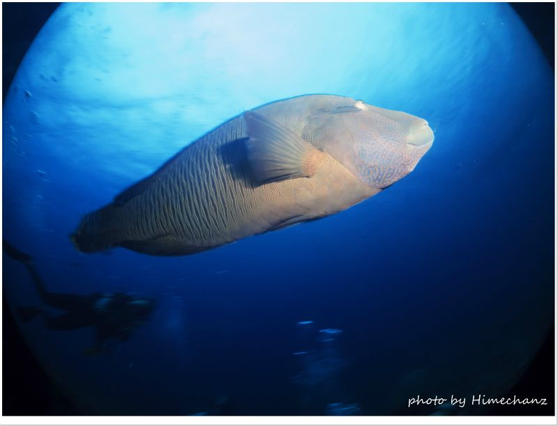 いきなりナポレオンフィッシュがど~ん! photo by CANON PowerShot S100
