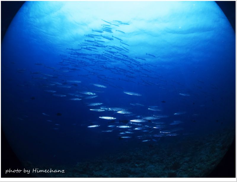 オオメカマスの群れの上にはブラックフィンバラクーダの群れが! photo by CANON PowerShot S100
