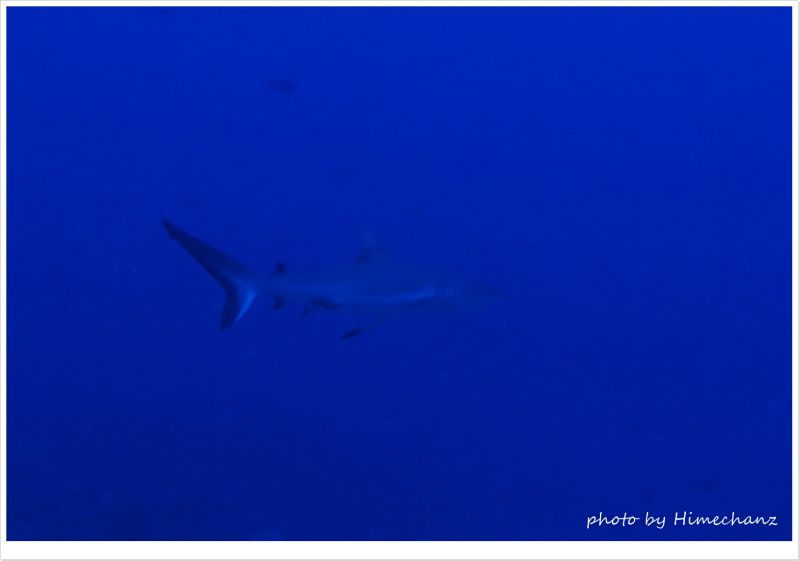 グレーリーフシャークもあちこちに! photo by OLYMPUS STYLUS TG-2 Tough