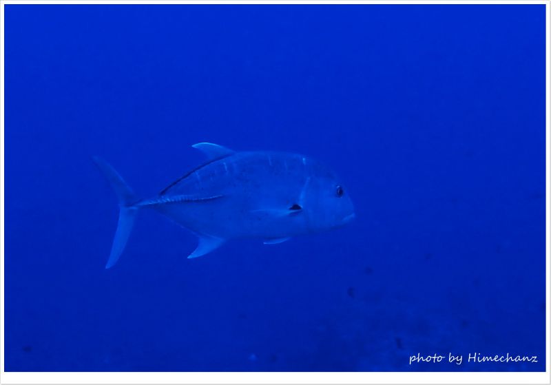 ロウニンアジもいっぱい居過ぎて贅沢過ぎるw photo by OLYMPUS STYLUS TG-2 Tough