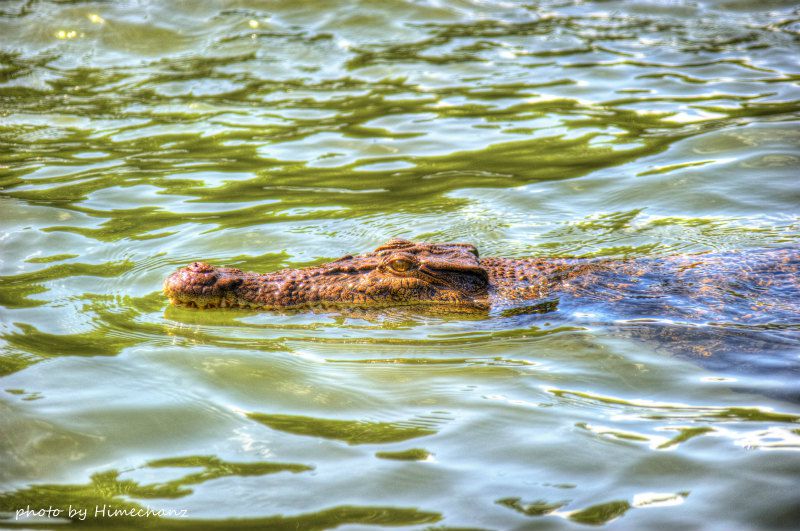 川の主、大きなワニを発見!!! photo by Nikon D700